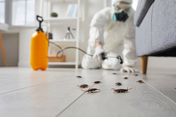 Trusted Mosquito Control service in West Hollywood, CA - Nex Pest Control